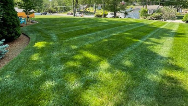 Give Your Lawn a Good Spring Cleanup