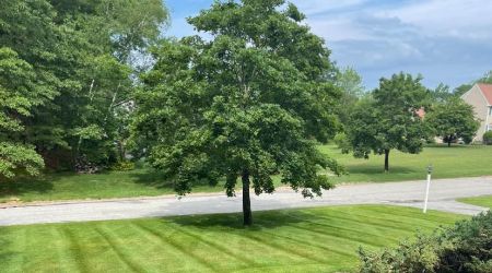 lawn-care-gallery (17)